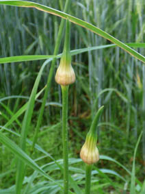 Allium vineale
